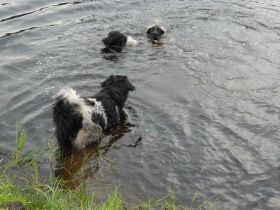 Zomerfeest Peest2015.JPG